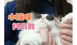 获取猫咪快猫抖阴二维码方法，轻松分享你的猫咪趣事