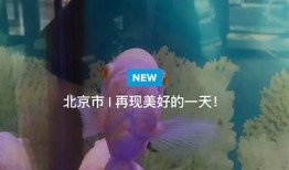 会抖短视频app下载：轻松制作分享精彩短视频
