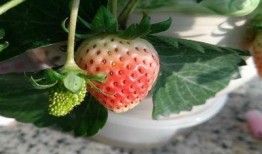 红草莓的抖阴：探索清新可口的水果世界