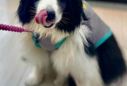 快猫抖阴：小清新风格的猫咪狼人故事，萌趣无限！