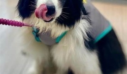 快猫抖阴：小清新风格的猫咪狼人故事，萌趣无限！