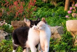 抖阴与猫咪：哪个更受欢迎？深度检视与对比