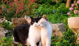 抖阴与猫咪：哪个更受欢迎？深度检视与对比
