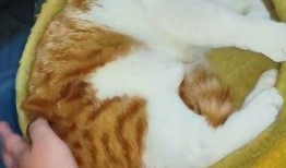 「抖阴快猫」背后的秘密：如何快速提升视频播放量和关注度！