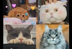 猫咪抖阴视频合集：可爱猫咪趣味瞬间大放送