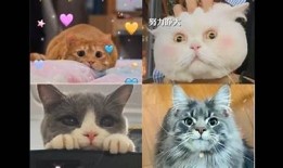 猫咪抖阴视频合集：可爱猫咪趣味瞬间大放送