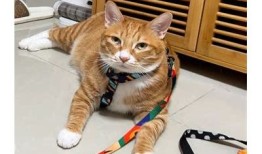 探索快猫抖阴：新潮短视频平台，轻松获取精彩内容