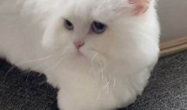 揭秘抖阴十块猫：新兴短视频平台的崛起与影响研究