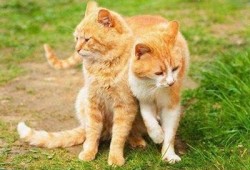抖阴与猫咪：哪个更受欢迎？详细对比与调查