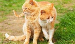 抖阴与猫咪：哪个更受欢迎？详细对比与调查
