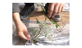 揭秘番茄抖阴的最新玩法与技巧，让你轻松上手！