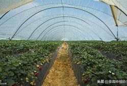 草莓抖阴，轻松获取夏季清凉的水果享受
