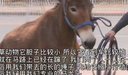 抖音黄版APP破解版下载链接及安装教程