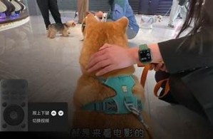 在线看抖音短视频：畅享精彩内容与热门潮流
