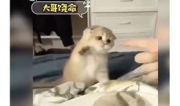快猫短视频：抖阴趣味内容分享，带你畅游短视频新世界