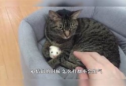 揭秘猫咪抖阴行为背后的动因与乐趣