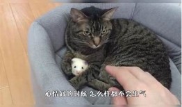 揭秘猫咪抖阴行为背后的动因与乐趣