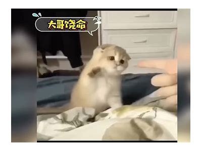 快猫短视频：抖阴趣味内容分享，带你畅游短视频新世界