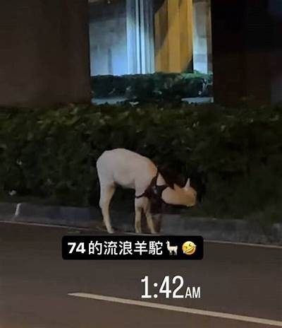 精彩羊驼吃草视频，趣味十足的抖音短片