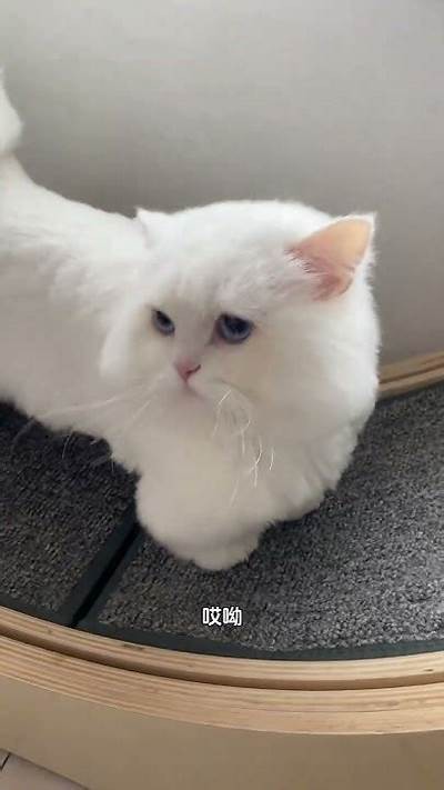 揭秘抖阴十块猫：新兴短视频平台的崛起与影响调查