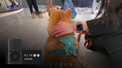 在线看抖音短视频：畅享精彩内容与热门潮流