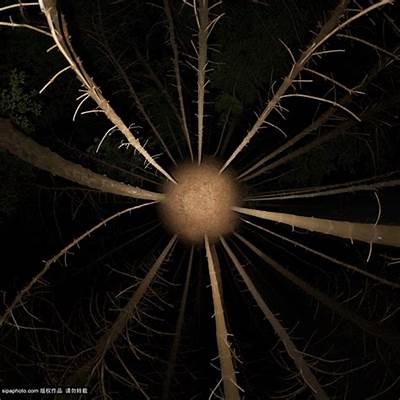 探索抖阴360视频：全景体验与使用技巧揭秘