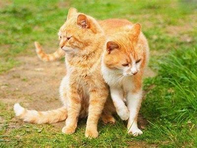 抖阴与猫咪：哪个更受欢迎？详细对比与研究