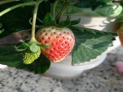 红草莓的抖阴：探索清新可口的水果世界
