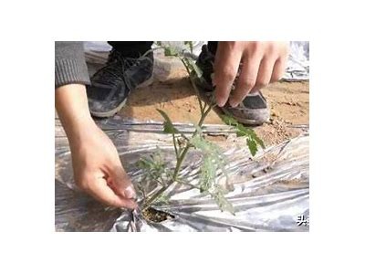 揭秘番茄抖阴的最新玩法与技巧，让你轻松上手！