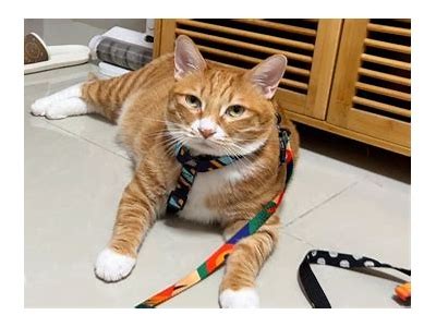探索快猫抖阴：新潮短视频平台，轻松获取精彩内容
