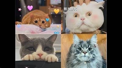 猫咪抖阴视频合集：可爱猫咪趣味瞬间大放送
