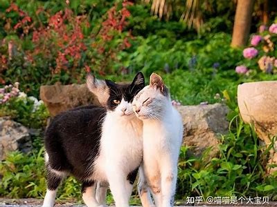 抖阴与猫咪：哪个更受欢迎？深度调查与对比
