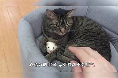 揭秘猫咪抖阴行为背后的根本原因与乐趣