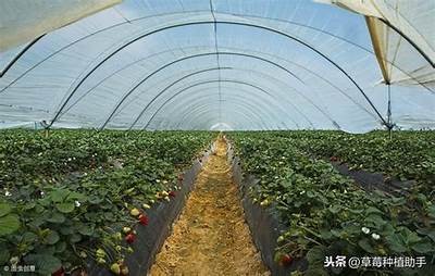 草莓抖阴，轻松获取夏季清凉的水果享受