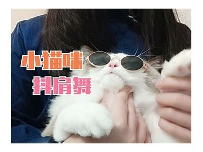 获取猫咪快猫抖阴二维码方法，轻松分享你的猫咪趣事